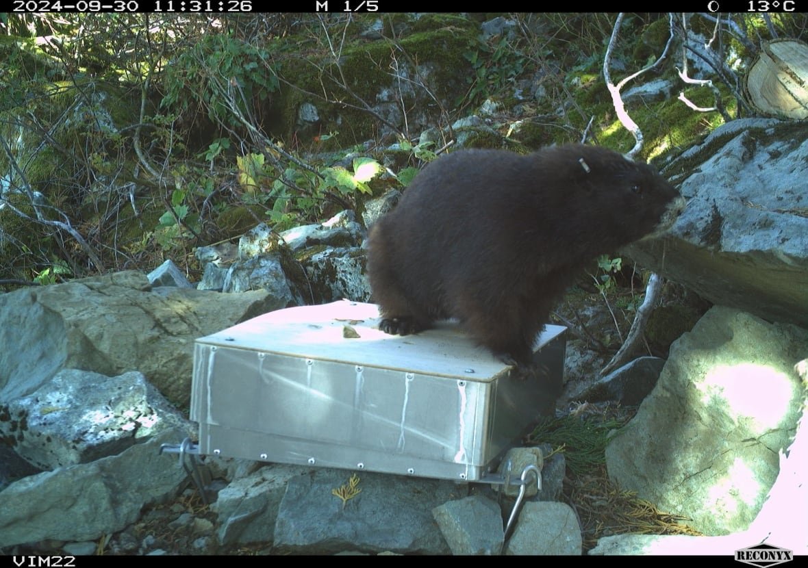 A fuzzy black critter is pictured perched on top of an aluminum box.