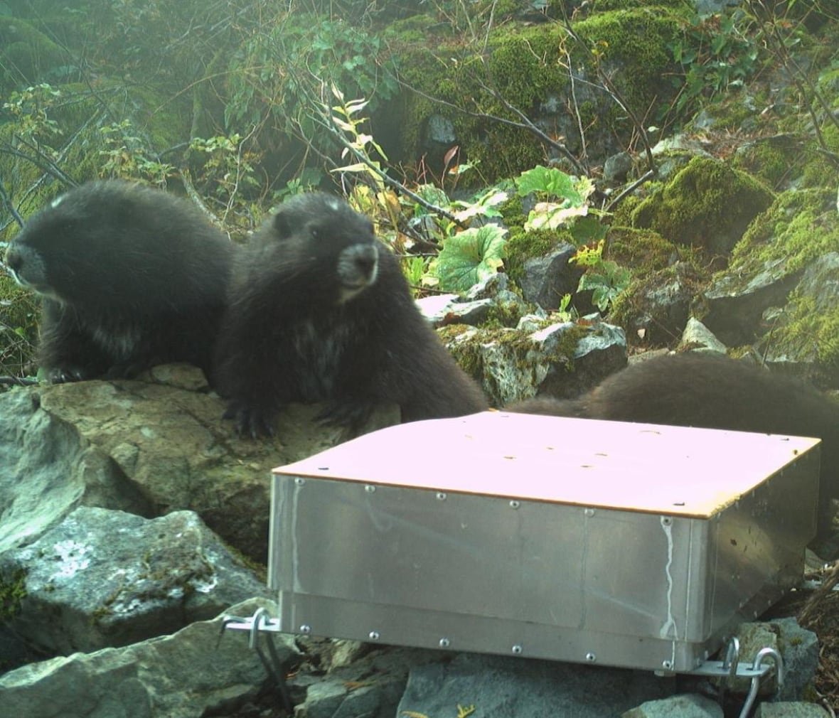Two fuzzy black marmots are pictured beside an aluminum square scale.