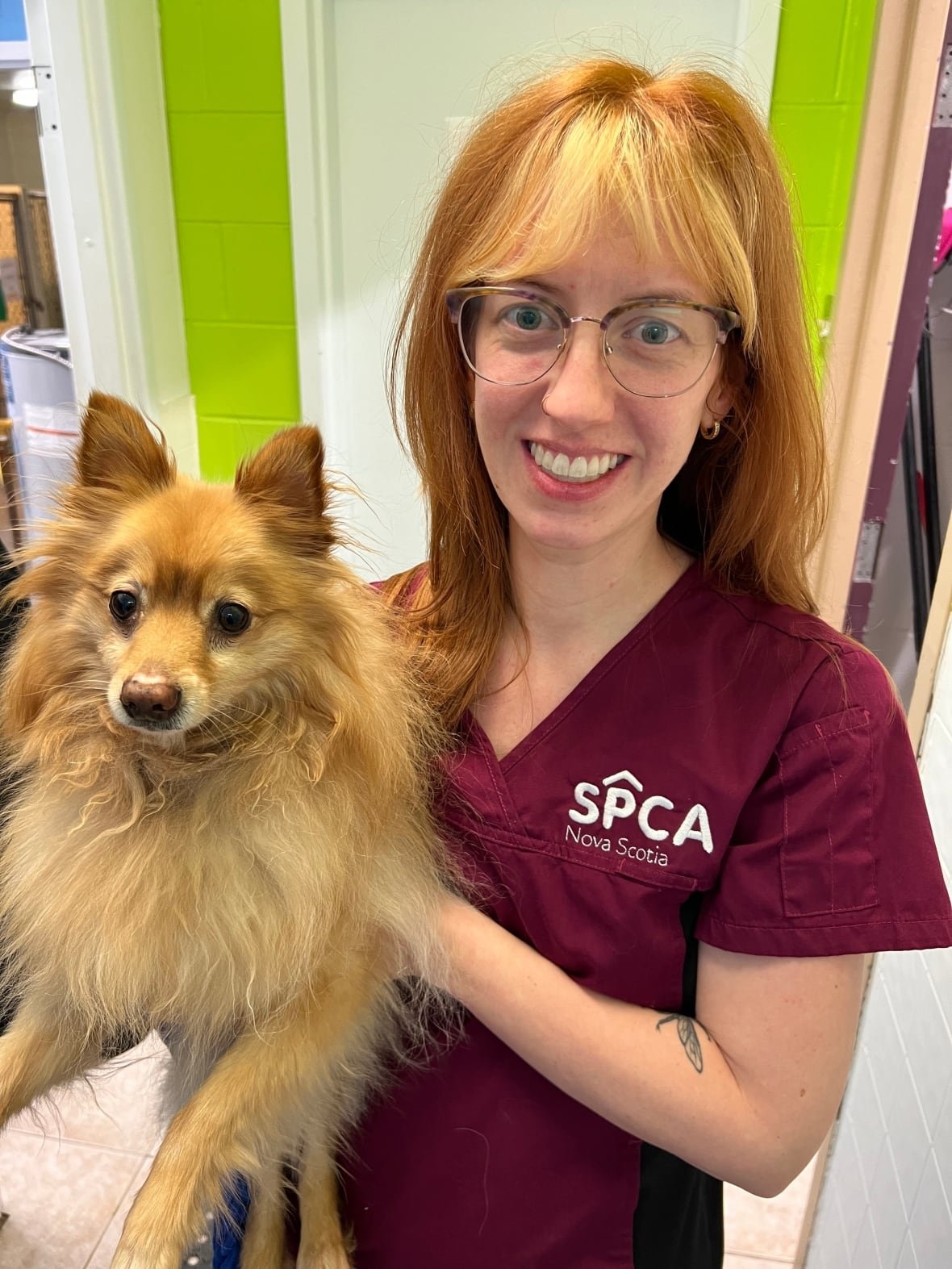 A SPCA worker who also volunteers as a foster parent holds a small fluffy brown dog.