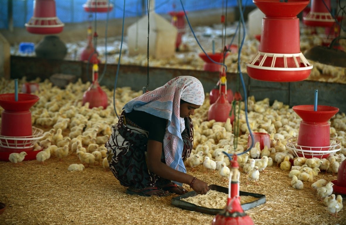 A woman is standing amid wood shavings in a chicken farm. There are tiny yellow chicks around her and red incubation lights hang from the ceiling.