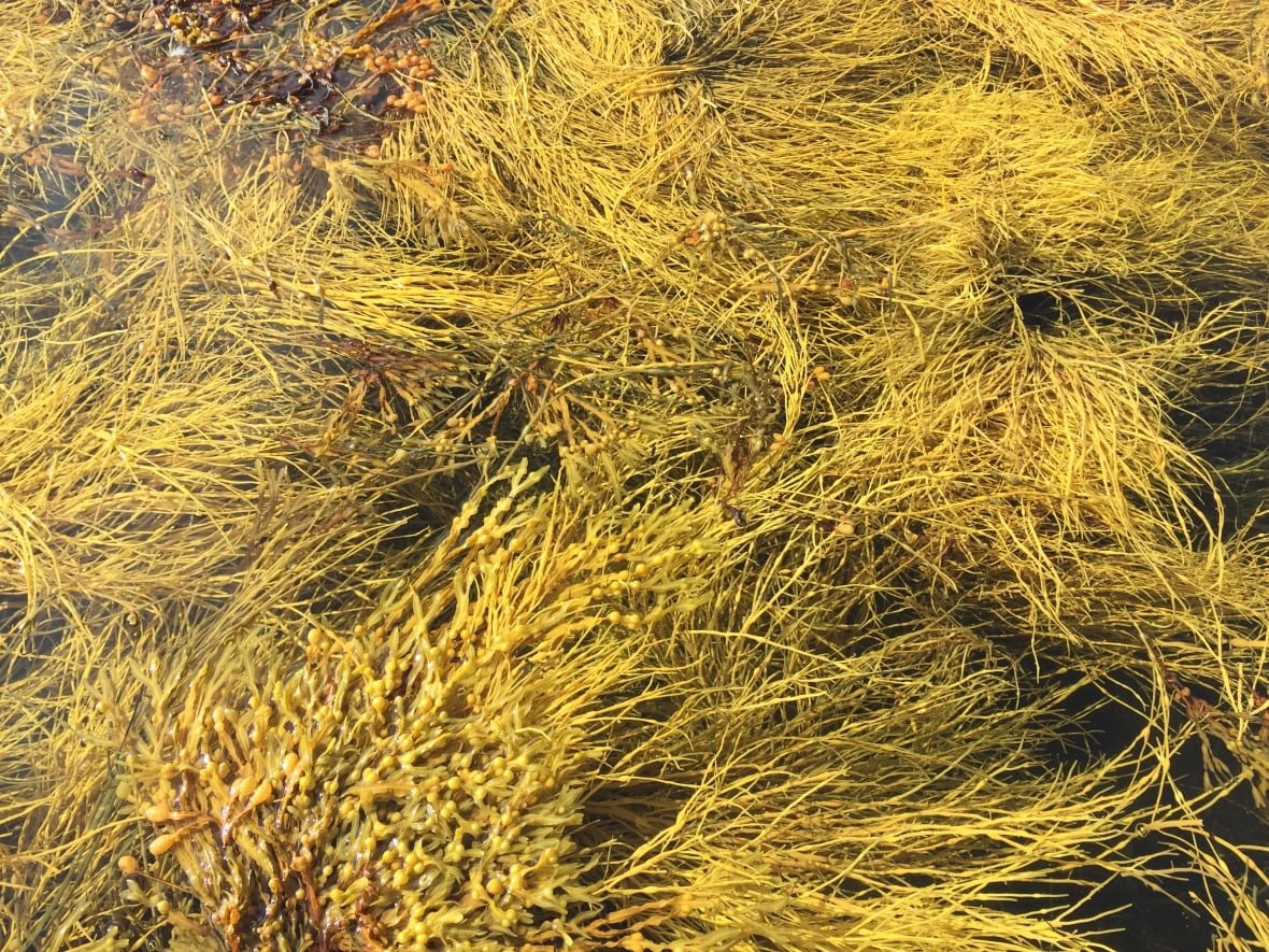 rockweed Greenish-yellow fronds of seaweed float in the water.