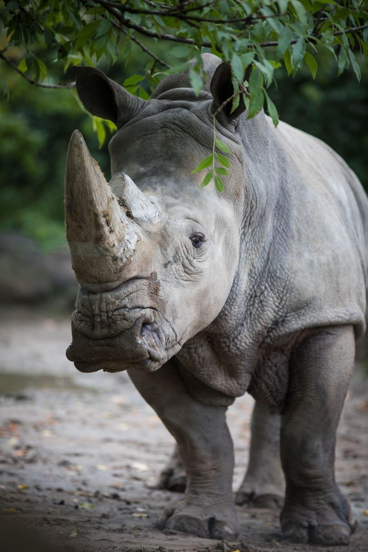 shaboola-1 A rhino pictured in a zoo