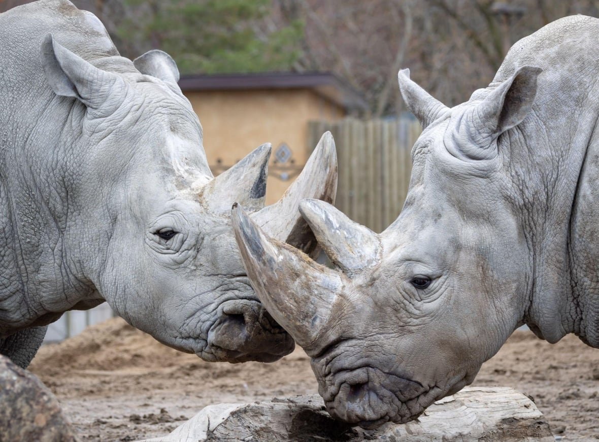 shaboola-and-k-c Two rhinos pictured in a zoo