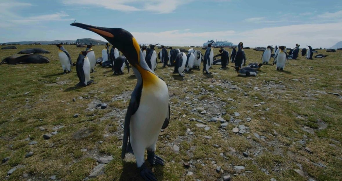 A penguin with an orange patch on its chest stretches its neck out towards the camera. A gathering of other penguins is visible on the grassy plain behind it.