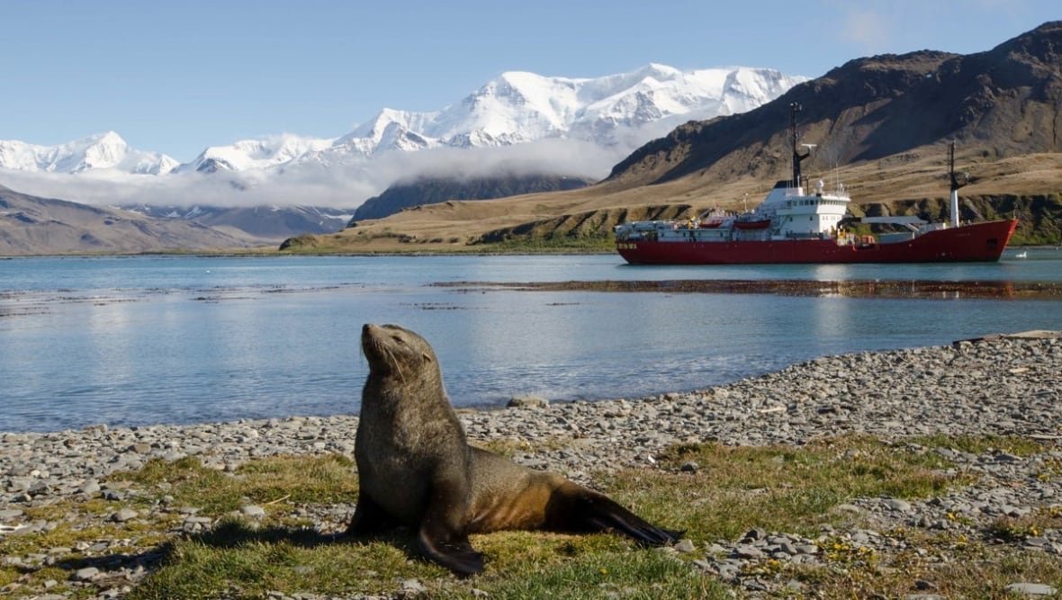A seal sits on a stony and grassy beach area with shallow water visible behind him. Farther beyond in the bay, there is a large ship sitting in the water. Past the ship there are mountains.
