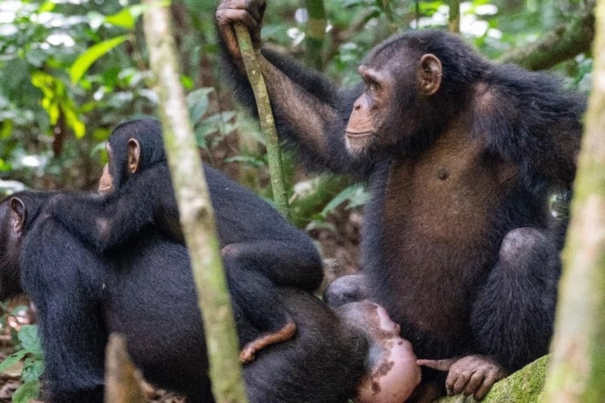 tai-chimpanzee-project-1 Two adult chimpanzees perched in some branches, one with a baby chimp on its shoulders.