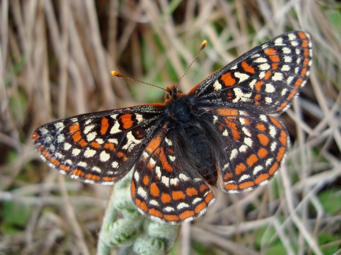 taylor-s-checkerspot-butterfly Closeup of butterfly with black lines forming checker-like squares and white and orange spots inside