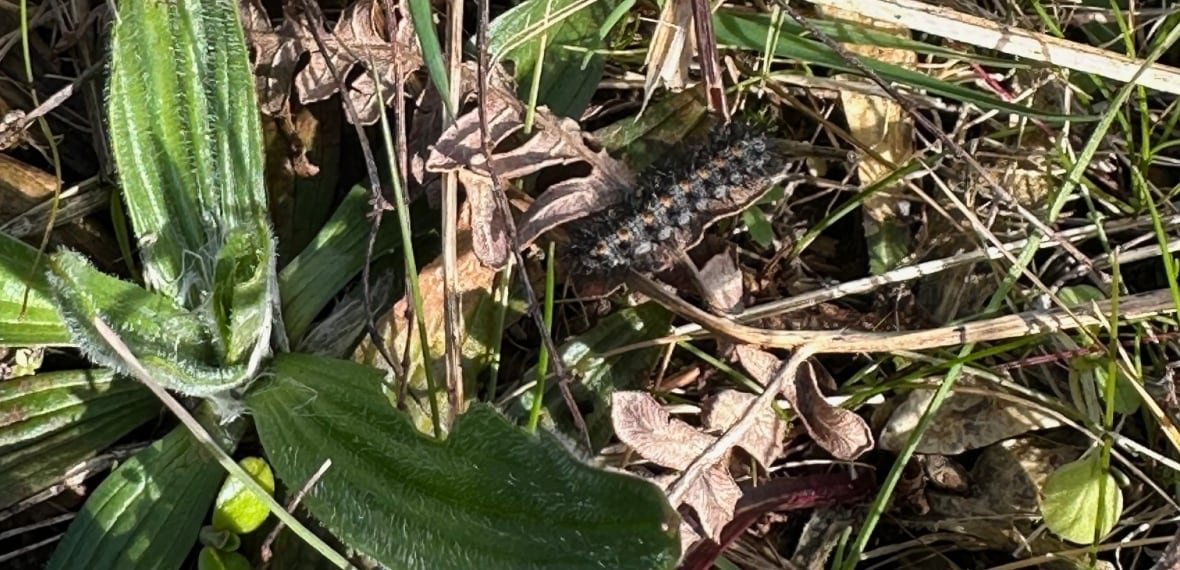 taylor-s-checkerspot-caterpillar caterpillar in grass