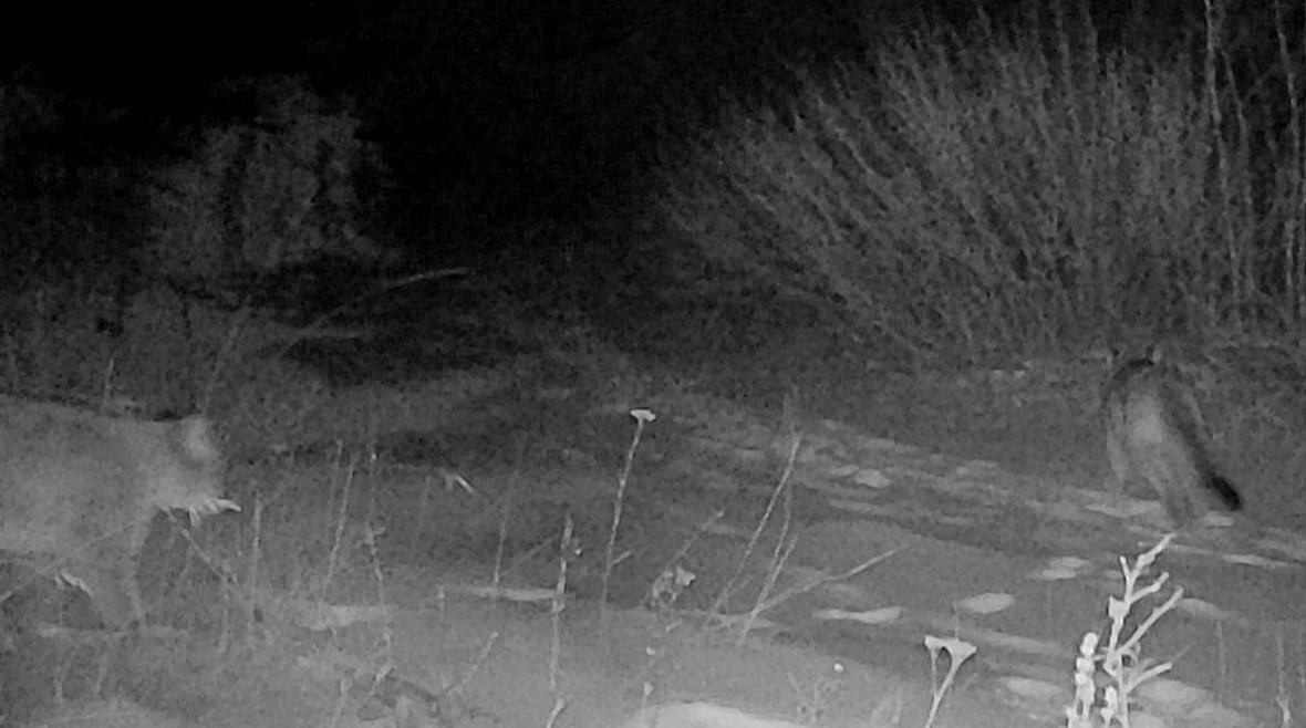 trail-cam-screenshot Two young cougars prowl in the snow.
