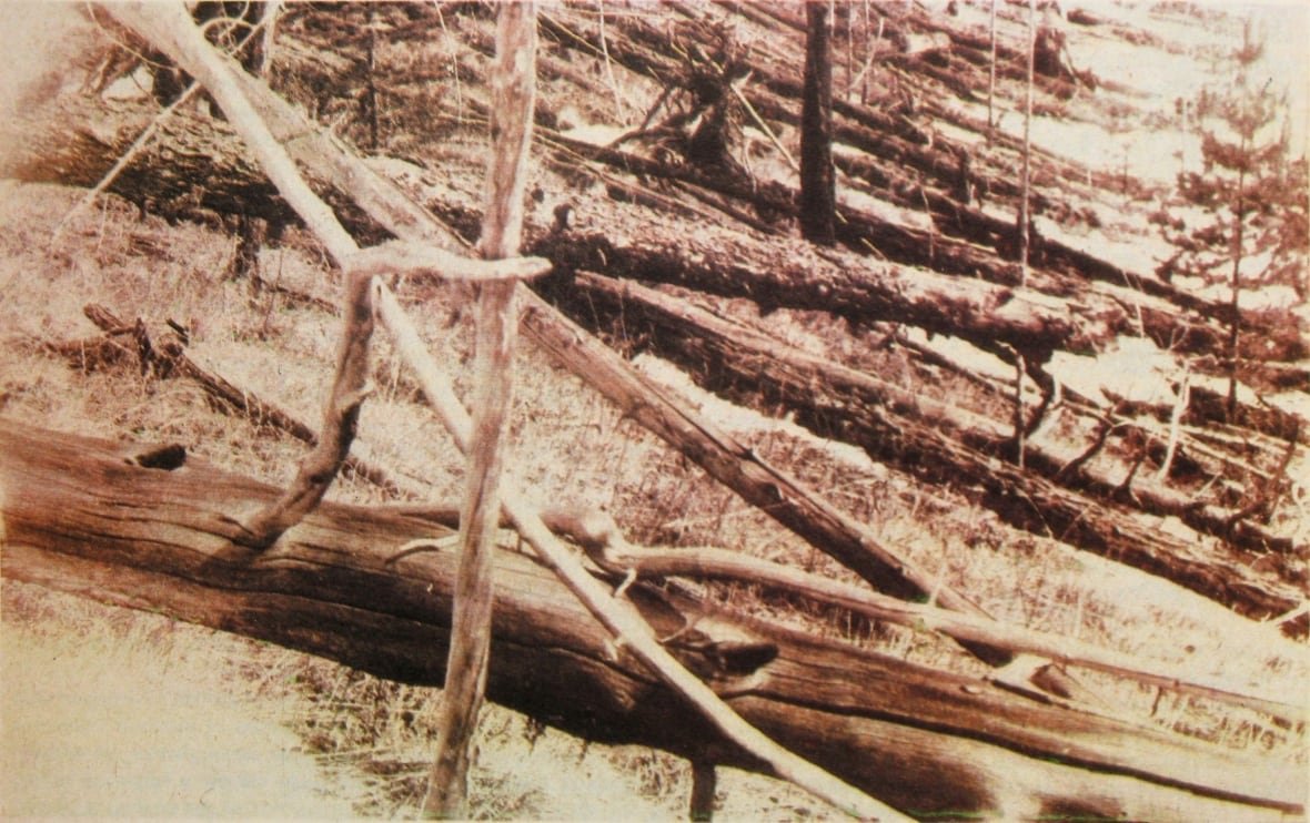 An archive photo of fallen trees.