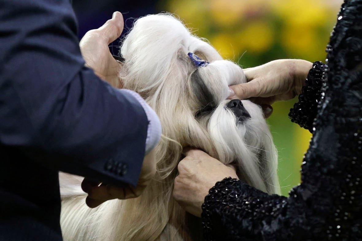 westminster-dog-show-2 Comet, a Shih Tzu, winner of the Toy group, is being groomed by two handlers.