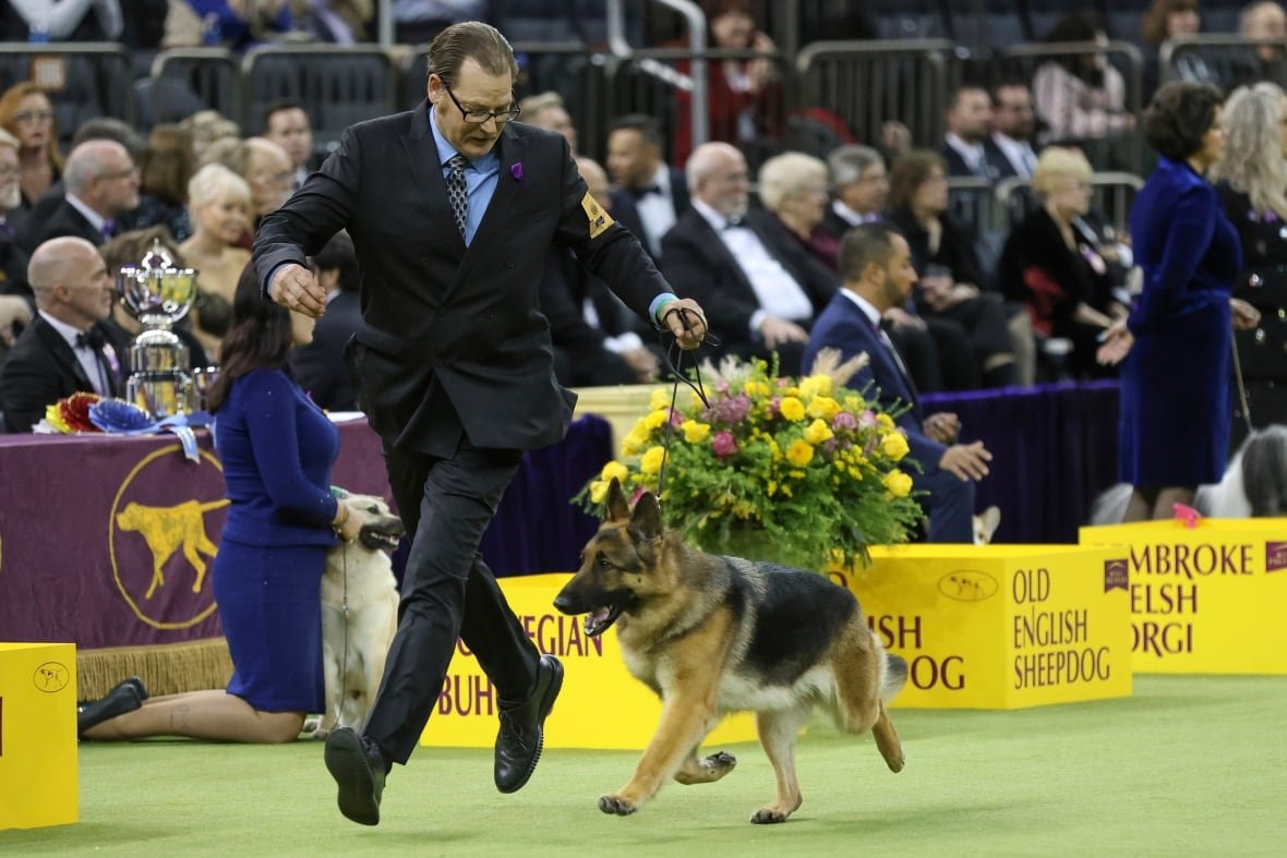 westminster-dog-show-3 Mercedes, the German Shepherd dog, wins the Herding group during the Westminster Kennel Club dog show.