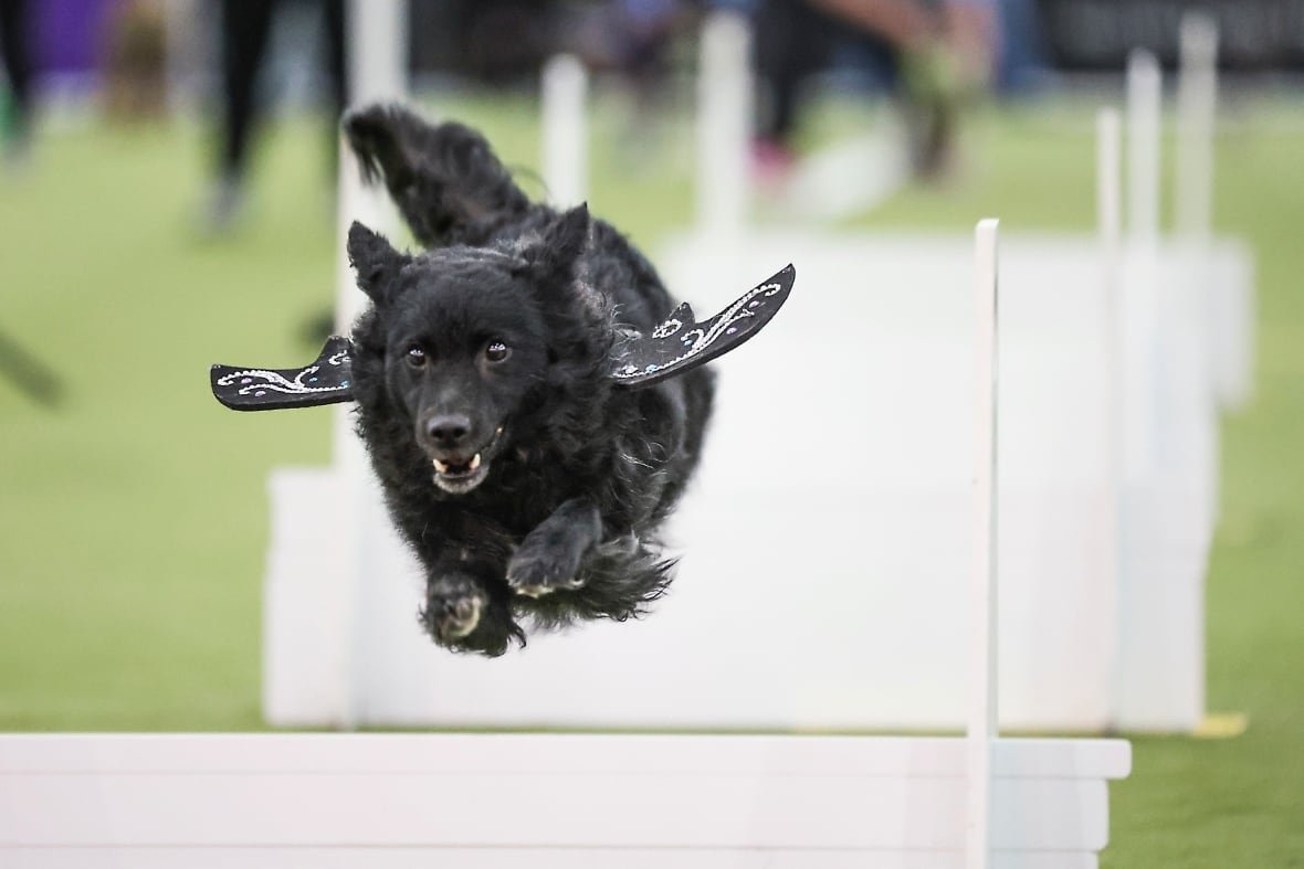 westminster-dog-show-7 A dog in mid-air competing in the Flyball tournament at the annual Westminster Kennel Club Dog show
