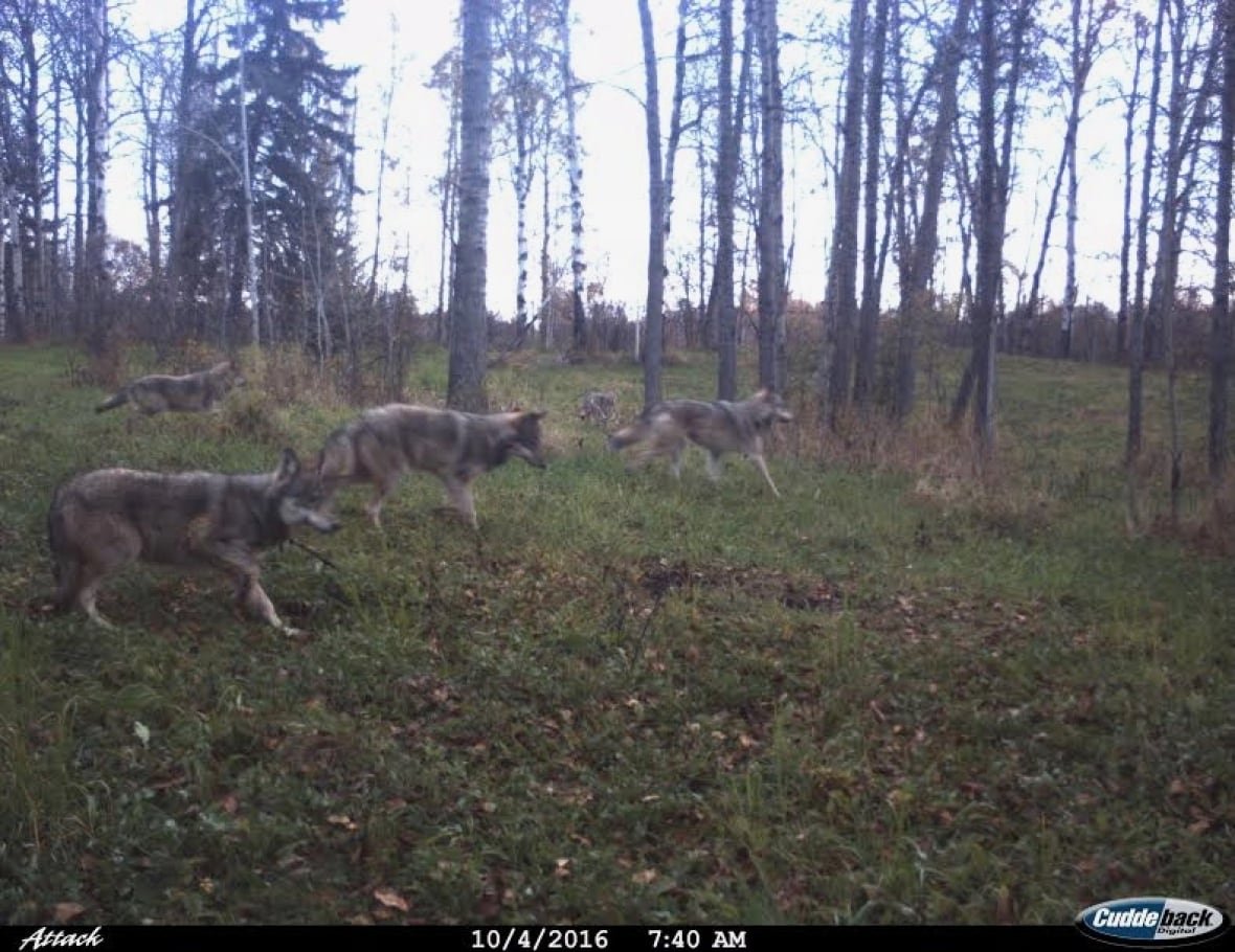 Four wolves run through a green space during the spring. There is a forest behind them