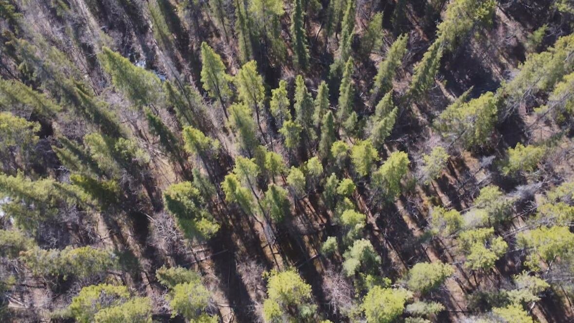 yukon-spruce-forest A stand of spruce trees, seen from overhead.