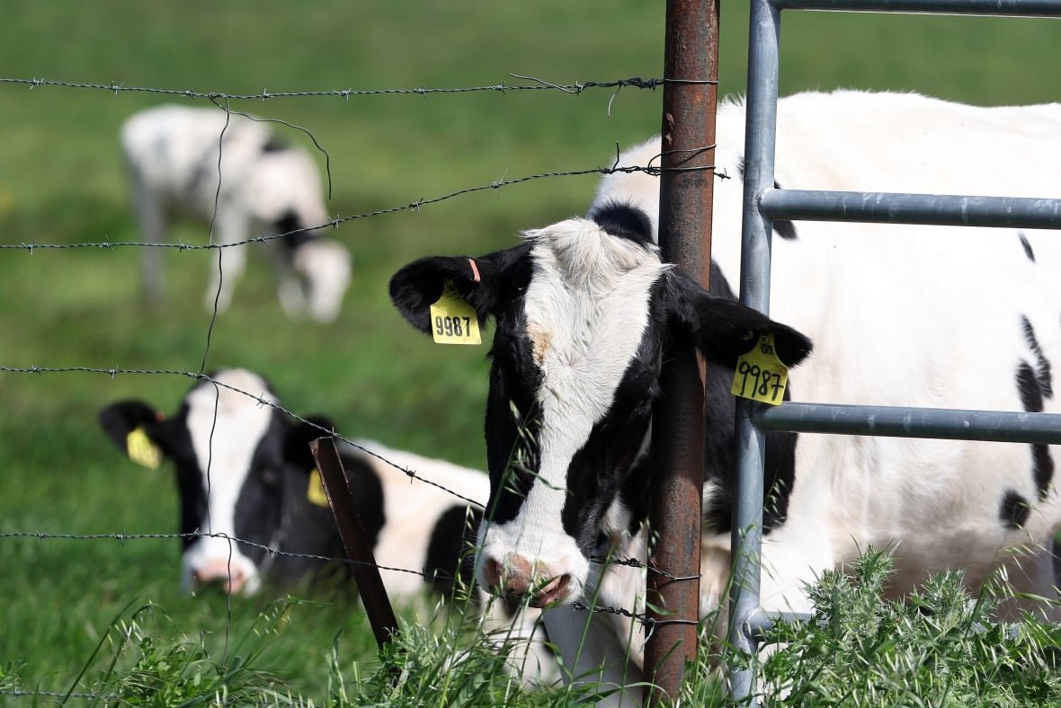 2150341567 Three black and white dairy cows are behind a barbed wire fence on a green pasture. One cow has its head through the fence, looking at the camera, while a second cow behind it is also looking toward the camera and the third cow in the distance is minding its own business as it eats grass.