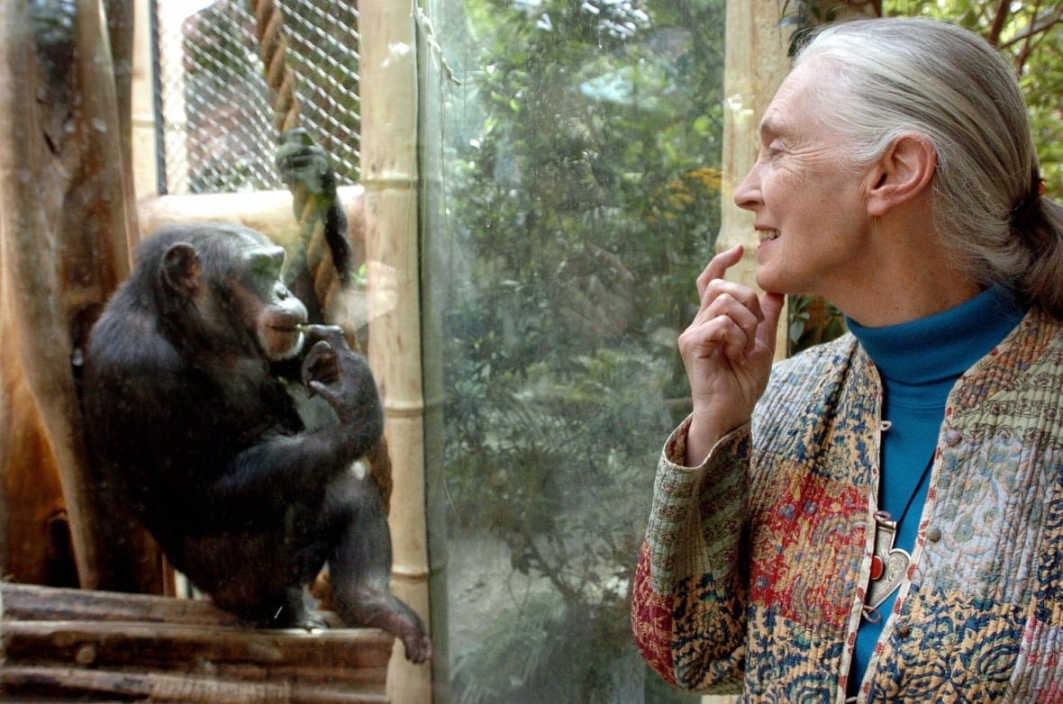 chimps A woman looks at a chimpanzee in an enclosure and smiles, pointing to her mouth, while the female chimpanzee mirrors her and points to her own mouth.