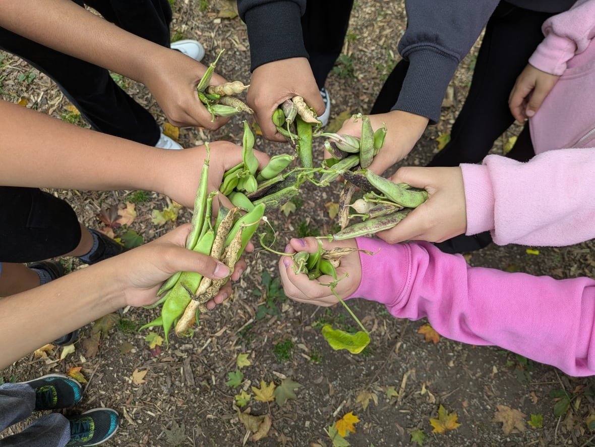 green-thumbs-growing-kids A close-up image shows the hands of seven children coming together in a circle, each gripping a fistful of large, just harvested beans.