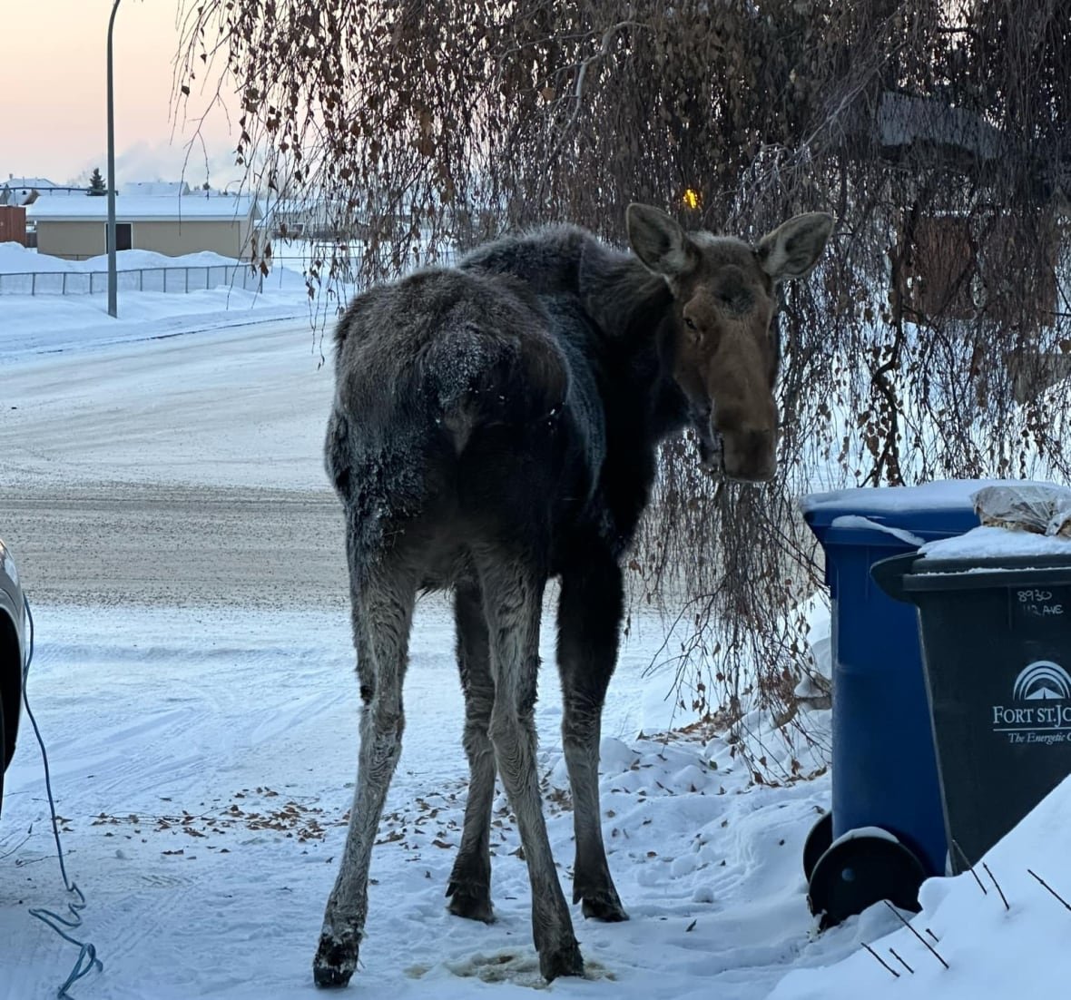 moose-1 A moose eating a tree in a driveway.