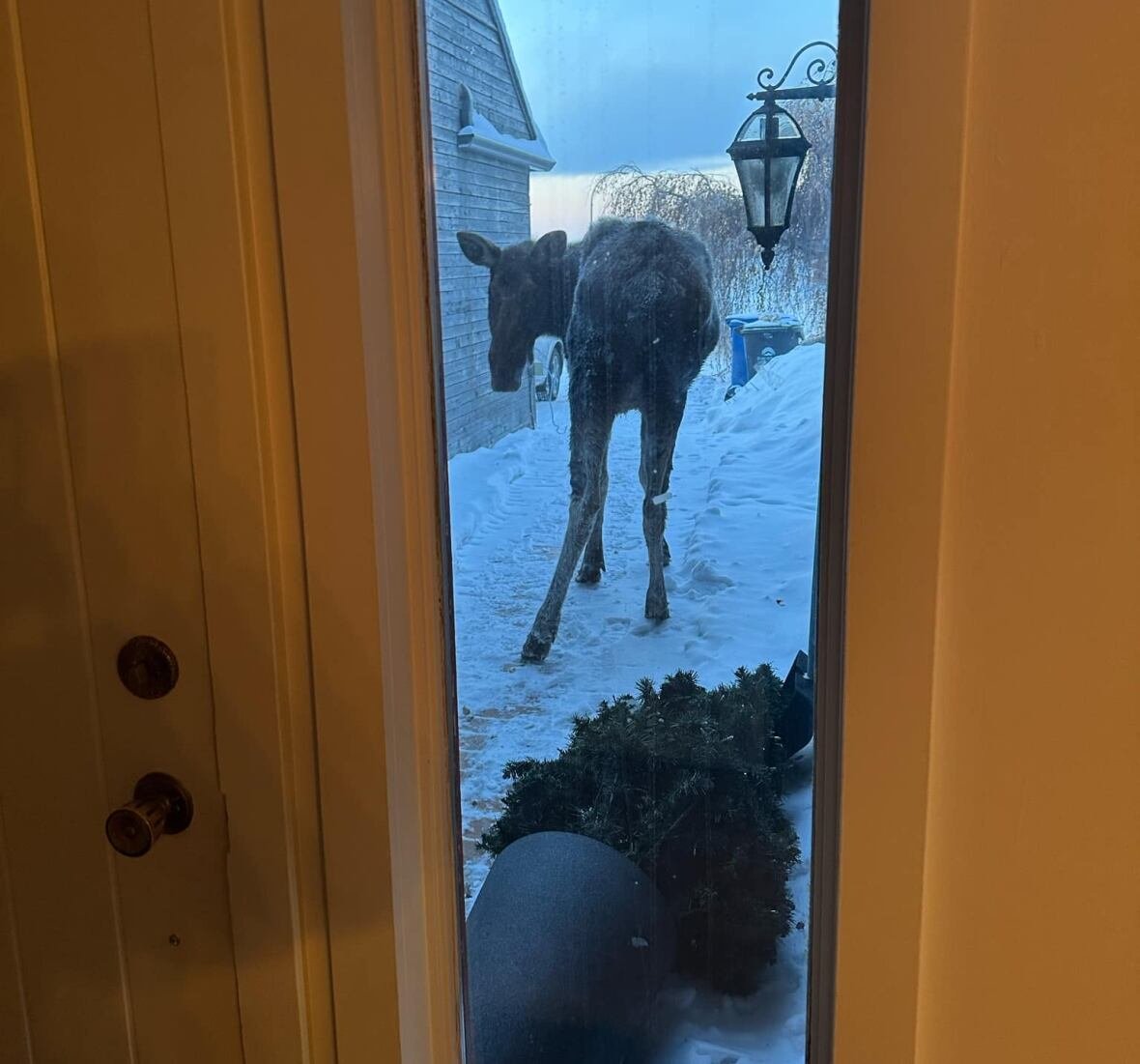 moose-encounter A moose through a door window, with a downed tree.