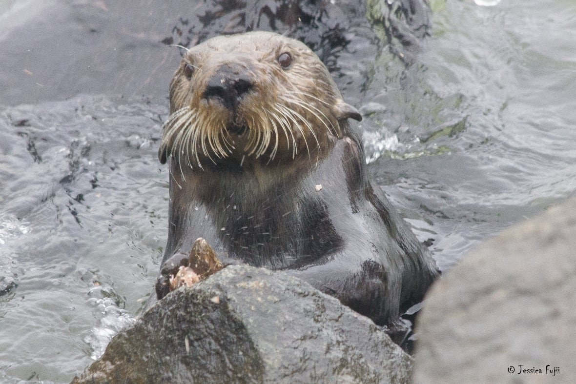 otter-emergent-anvil A sea otter looking up at the camera, holding a shell against a rock.