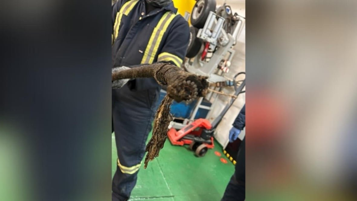 subsea-cable-cut-bell-cape-breton-newfoundland A person holds a severed cable up to the camera.