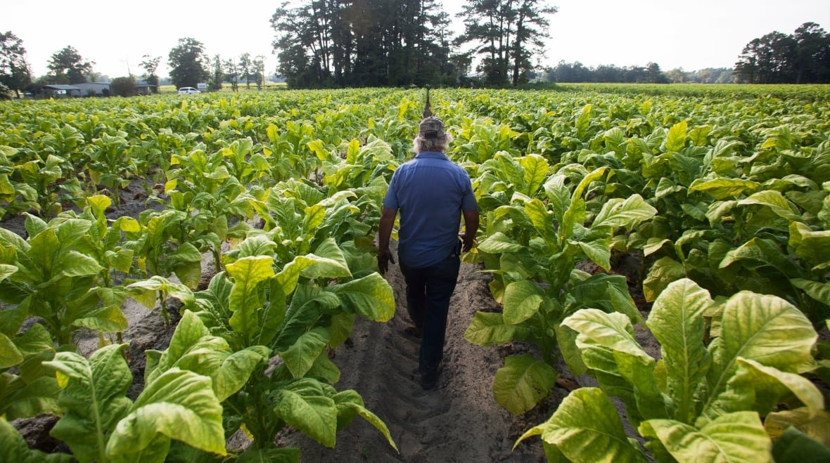 usa-tobacco-harvest A man walks in a tobacco field