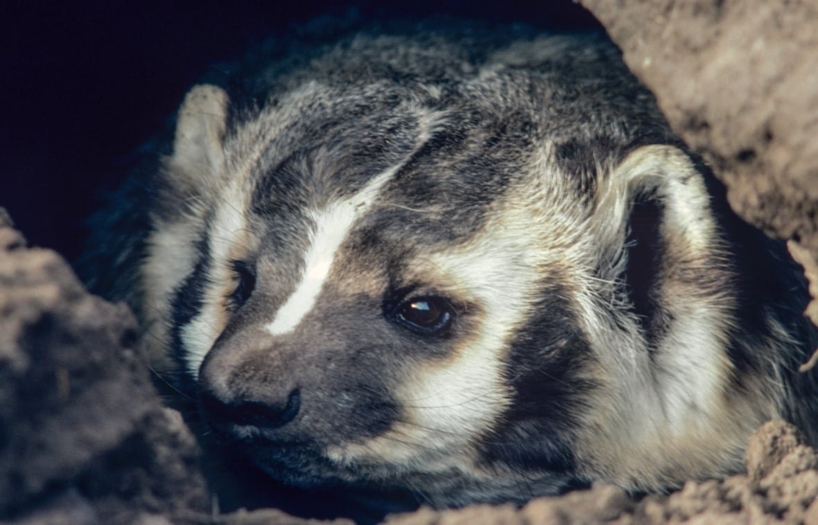 08-81-10-01-19-dng A close-up of a black-and-white striped face of a small, furry creature in a hole.