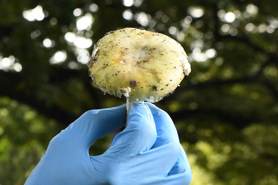 2223271296 A large yellowy mushroom is shown in closeup, lifted by a hand in a blue glove.