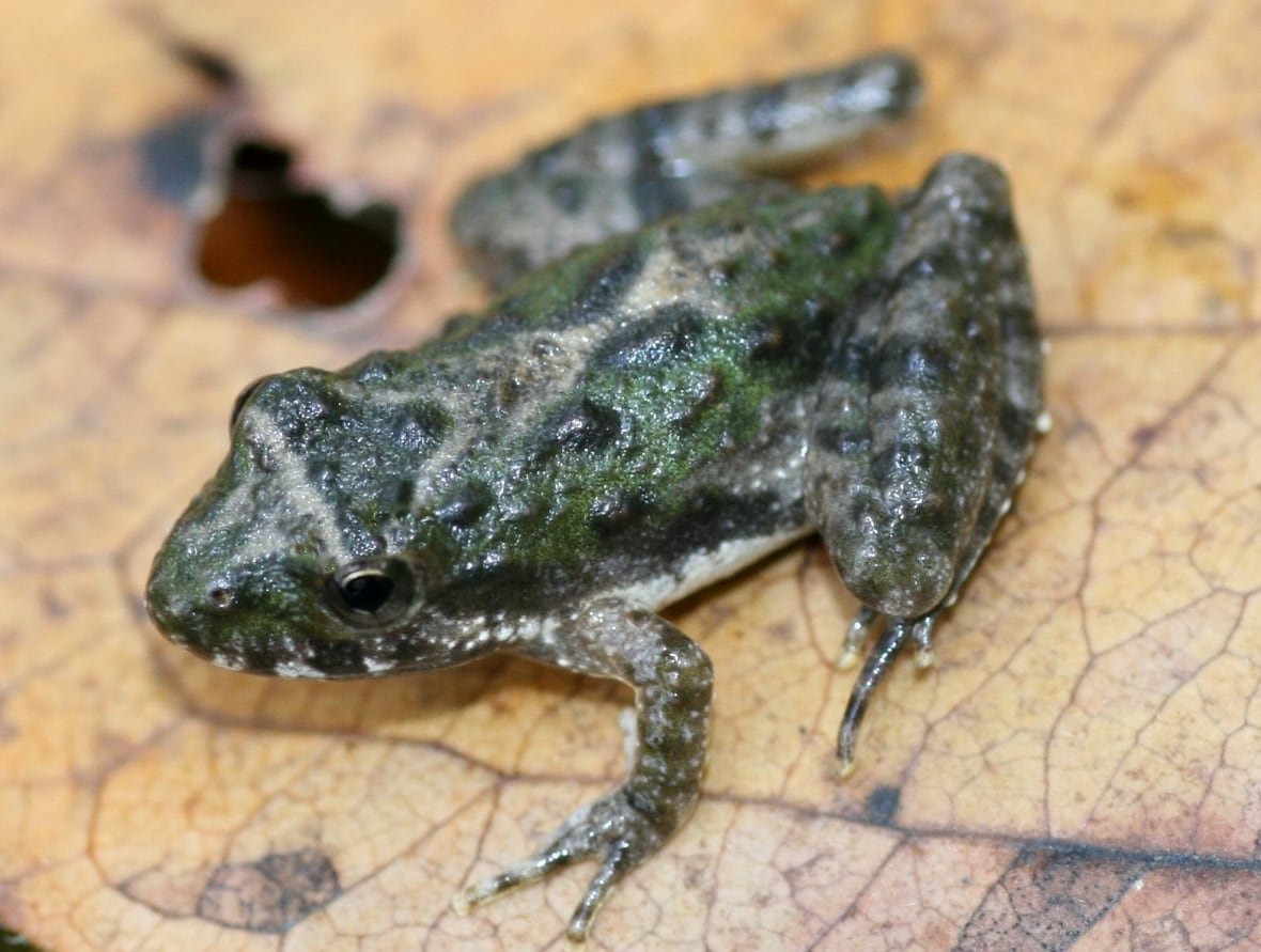 blanchard-s-cricket-frog-1 The Blanchard's Cricket Frog is considered extirpated in its only Canadian habitat in southwestern Ontario.
