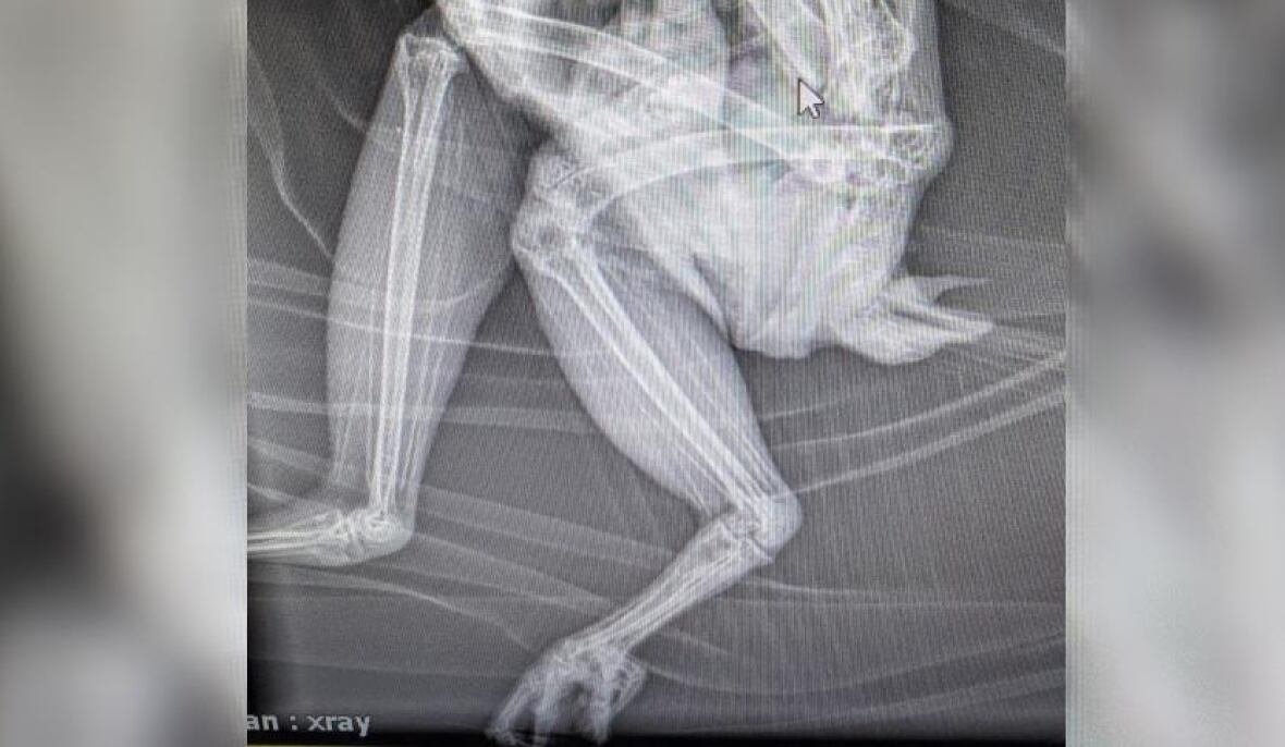 great-grey-owl-x-rays X-rays of a Great Grey owl's hip and legs