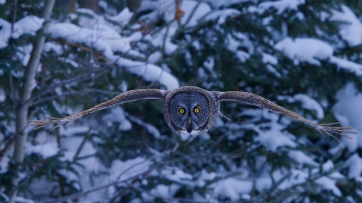 grey-great-owl-file-photo Grey owl flying in a snowy forest