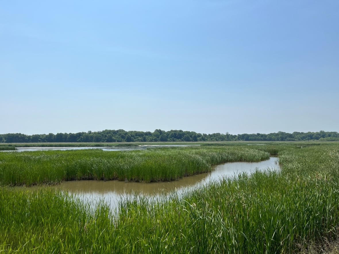 pelee-wetlands The Nature Conservancy of Canada is restoring wetlands on Pelee Island to provide habitats for species.