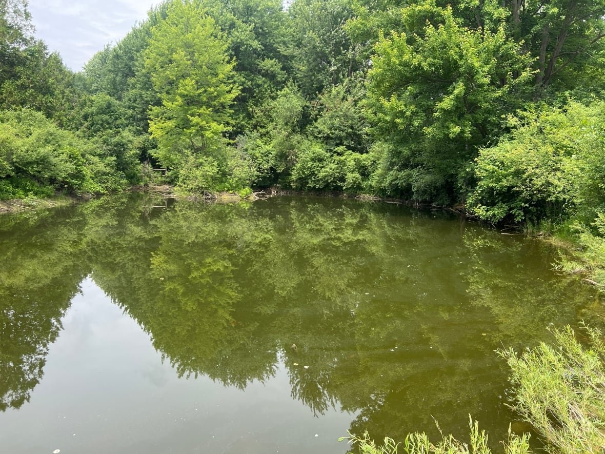 Every summer, turtles set out from ponds along the Highbury Wetlands Trail, crossing the busy road to make the slow trek down to the river.