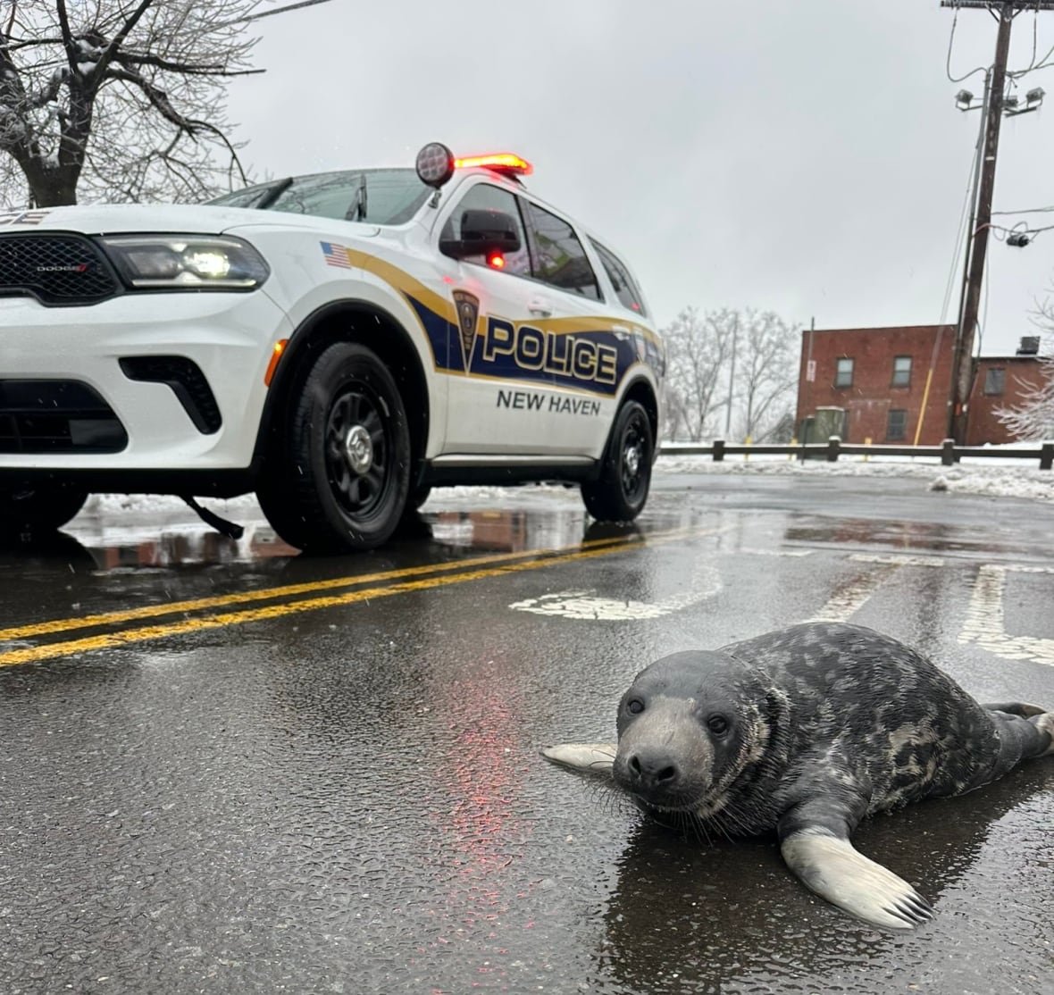 seal-pup-new-haven-1 A gray and white seal pup lies on a paved street on a winter day next to a police car.
