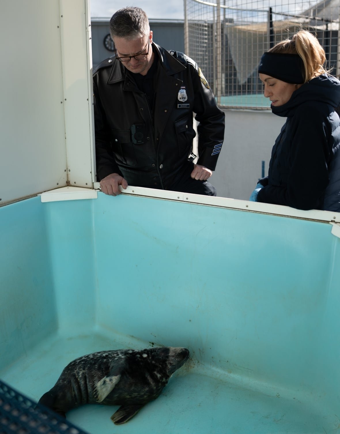 seal-pup-new-haven-2 A man in a police uniform and a woman in a winter jacket look over the edge of a large container containing a tiny baby seal.
