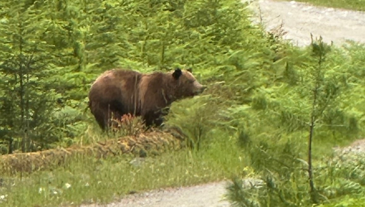 texada-grizzly-1 A grizzly bear stands amid greenery at the edge of a dirt road.