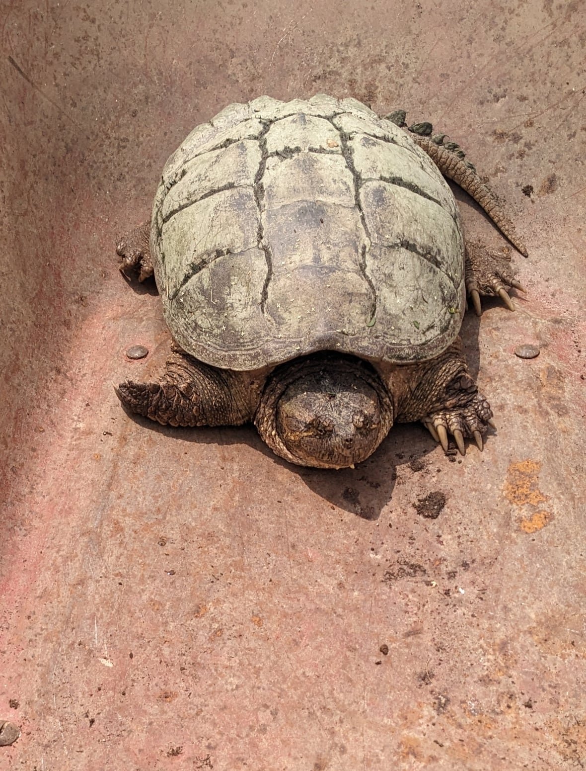 After years of experience, Graham said he doesn't hesitate. He just grabs the turtle, sets it in his wheelbarrow and tries his best to stay behind it the whole time.