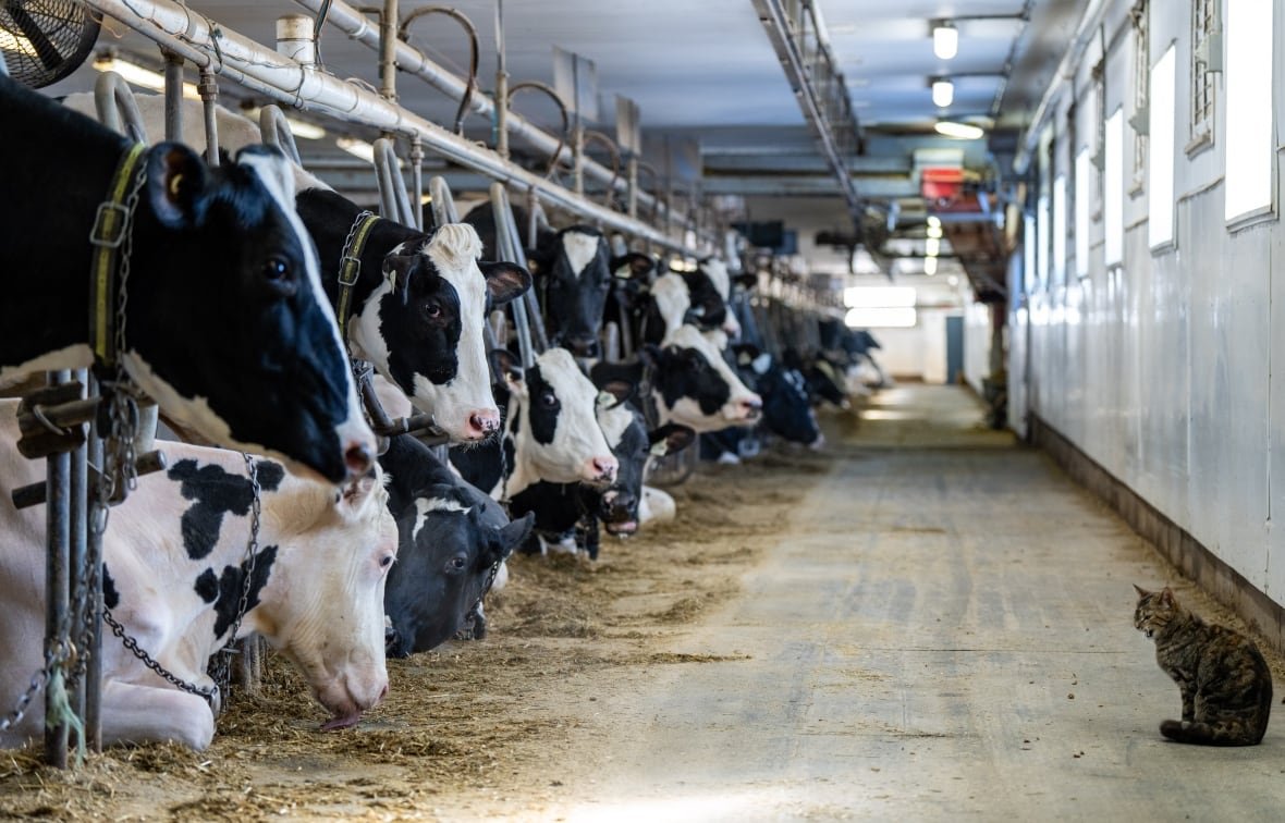 us-cda-supply-management-20250205 The photo shows a line of cows on the left side, stretching into the distance, in a barn. A small cat sits on the right side of the image, yawning.