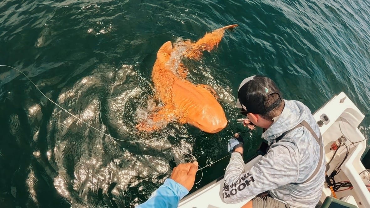 A fisherman leans over the edge of a boat reeling in a creamsicle-colored, three-feet-long, flat-nosed shark.