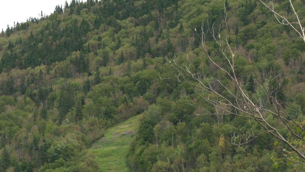 brown-trees-marble-mountain Trees on a hill.