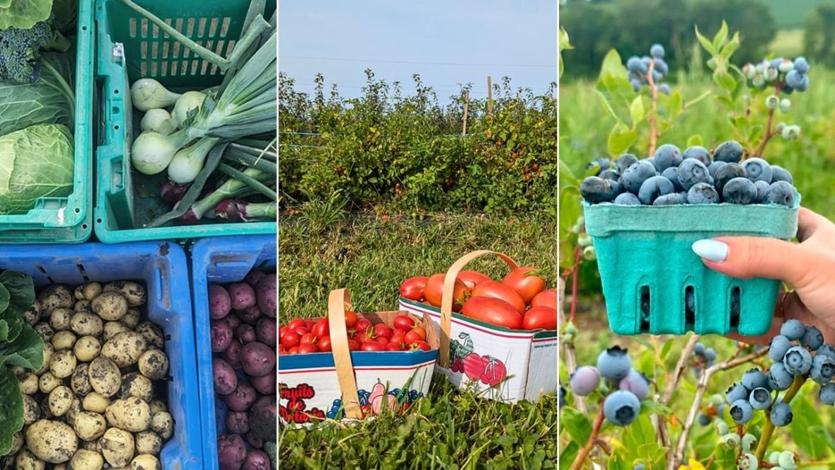 u-pick-farms-across-canada-1 Left: top down shot of crates of fresh-picked root vegetables; middle: 2 boxes of tomatoes in a garden; right: a hand holding a pint of blueberries in front of blueberry bushes.