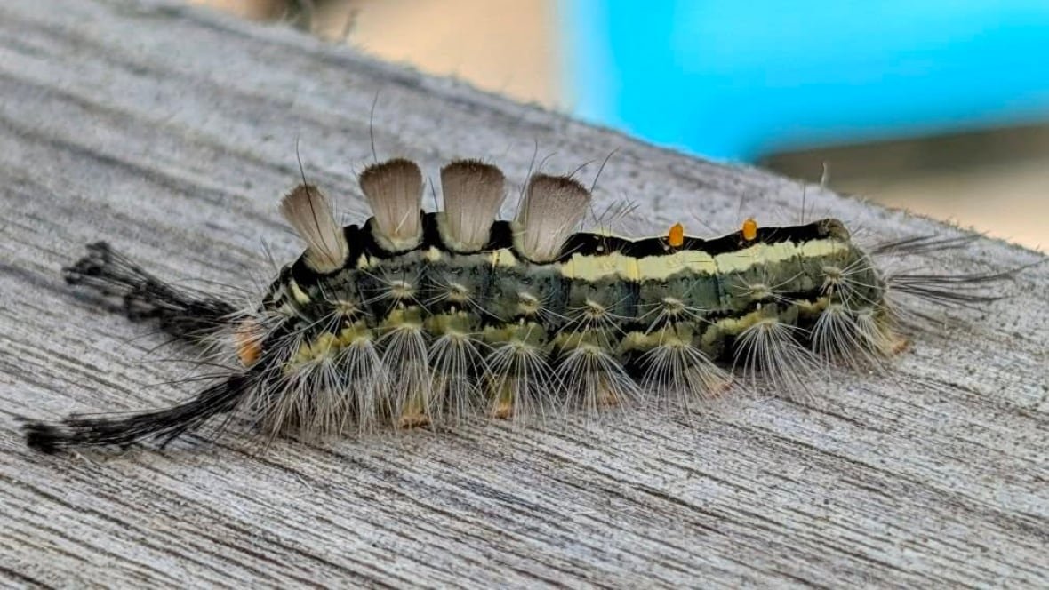 white-tussock-moth-1 a fuzzy caterpillar