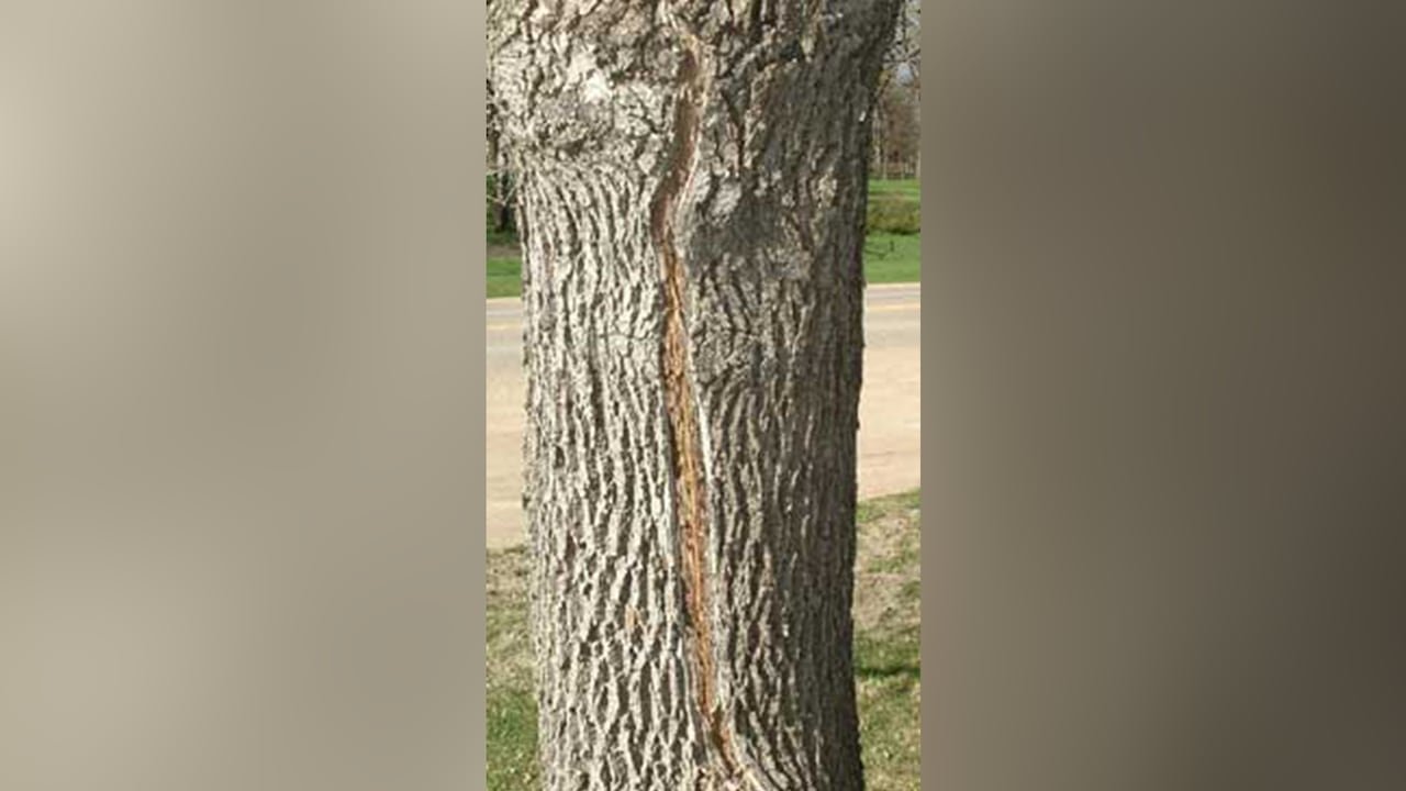 Close-up of bark on a tree showing a frost rib or scar caused by frost cracks.