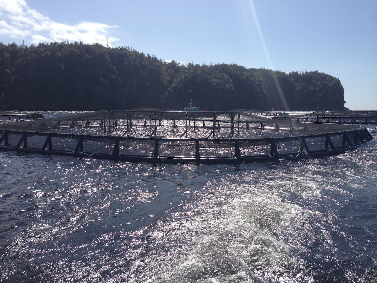 A salmon enclosure in a bay is shown.