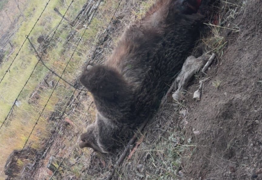 default-659 A deceased grizzly bear lying on its back on the ground with outstretched paws.
