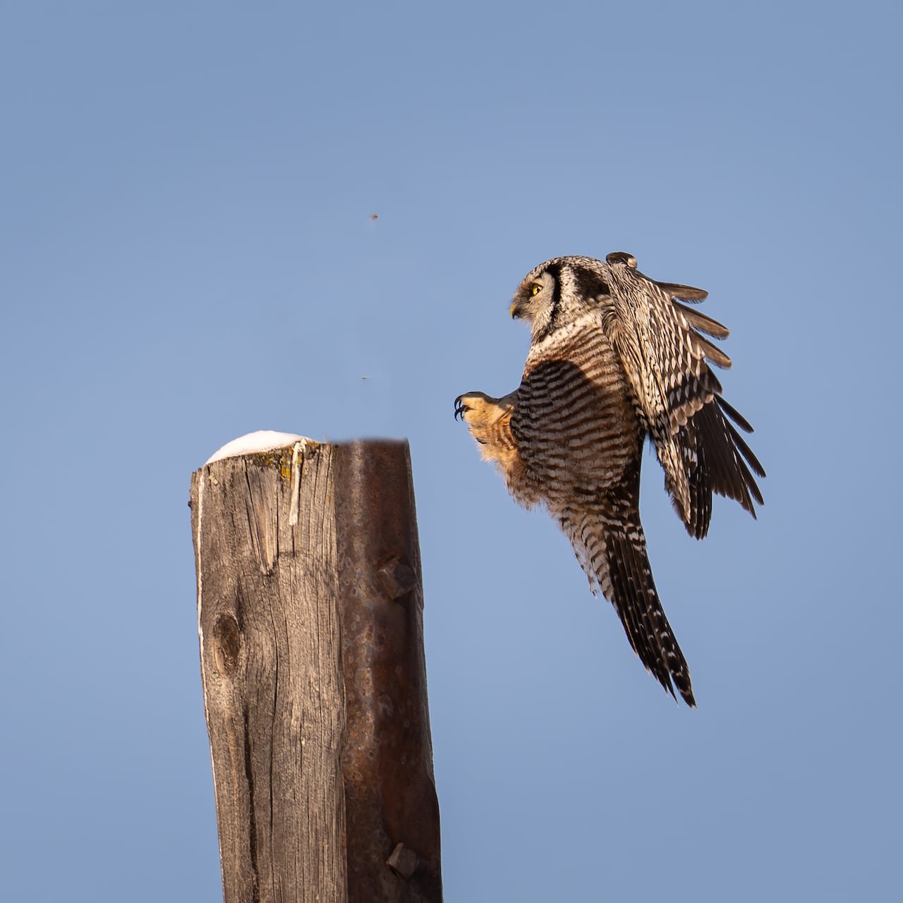 A northern hawk owl lands on a post.