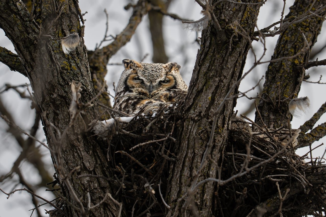 A great horned owl perched on a nest in a tree.