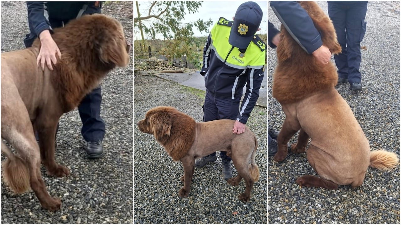default-440 Three side-by-side vertical photos show a brown Newfoundland dog, its body shaved to resemble a male lion.