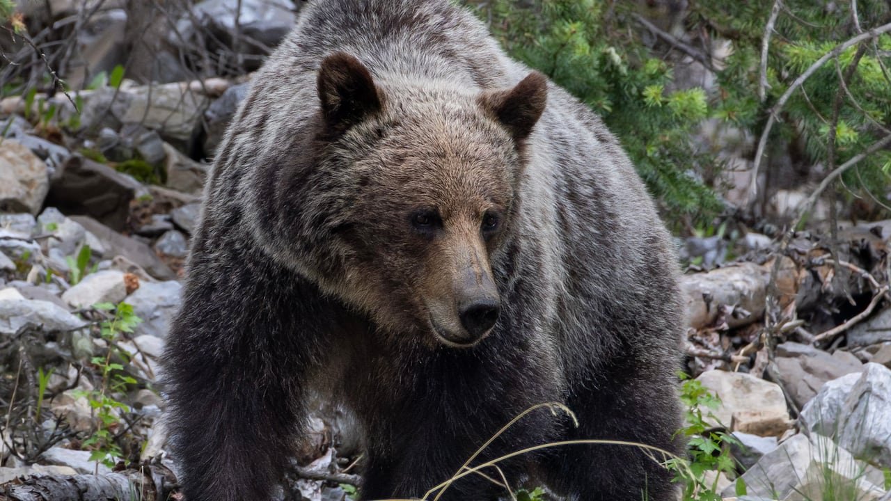 A grizzly bear.